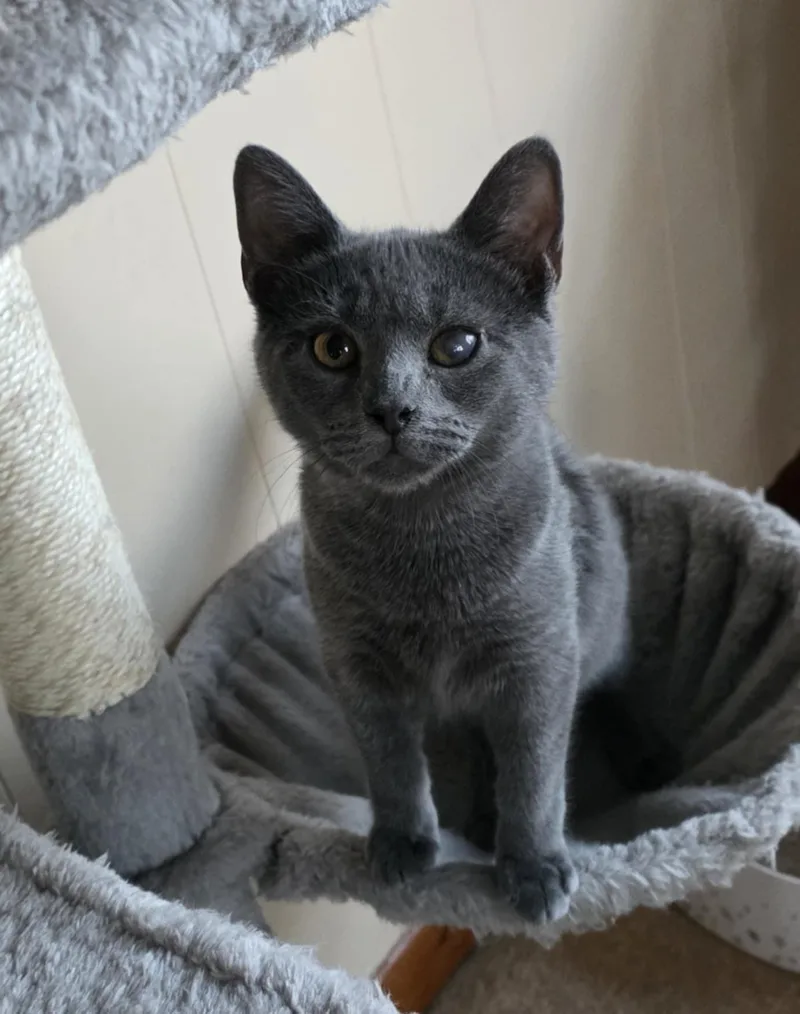 A young medium-sized male Domestic Short Hair cat named Enzo for adoption in Mechanicsburg, PA