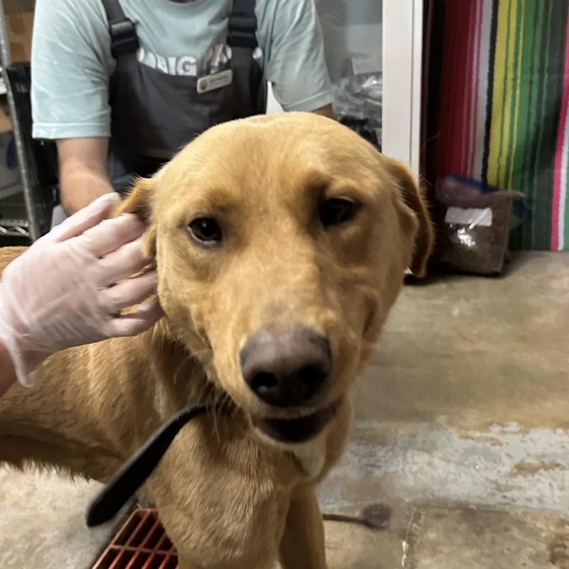 A young medium-sized male Mixed Breed dog named Butterscotch for adoption in Eureka Springs, AR