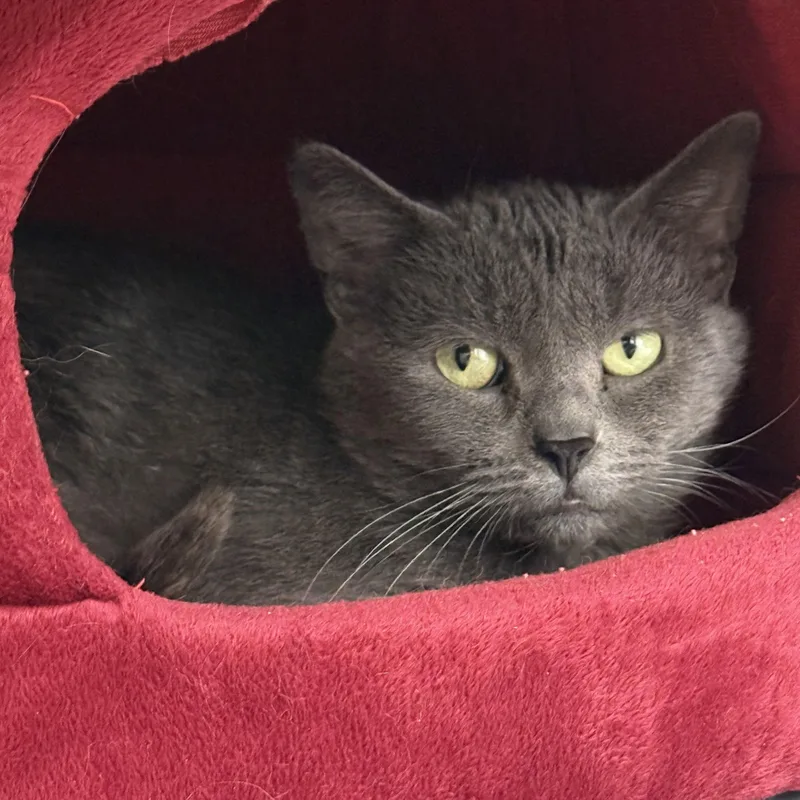 An adult medium-sized female Domestic Short Hair cat named Agatha for adoption in Brownsville, VT