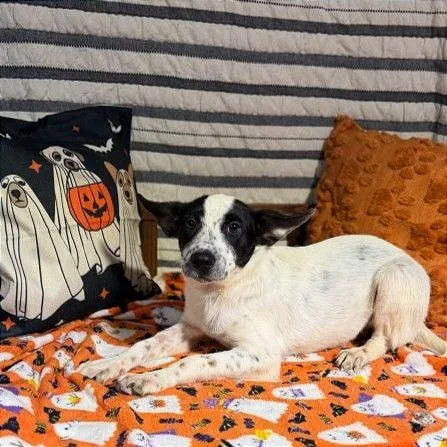 A young medium-sized female White / Cream Mixed Breed dog named Dolly P for adoption in Binghamton, NY