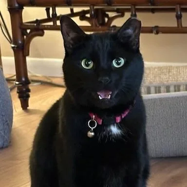 An adult medium-sized female Black Domestic Short Hair cat named Winnie for adoption in Cincinnati, OH