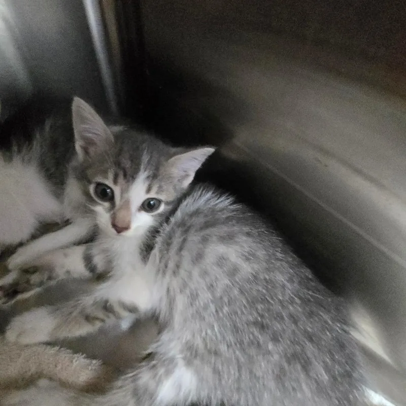 A baby small-sized female Gray / Blue / Silver Domestic Short Hair cat named Ravioli for adoption in Mount Gilead, NC