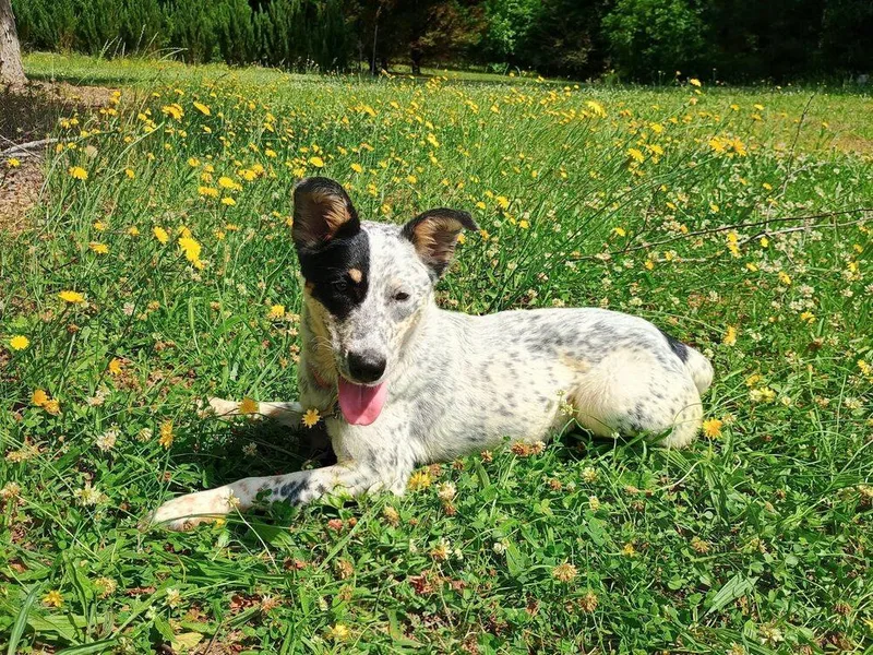 An adult medium-sized female Tricolor (Brown, Black, & White) Australian Cattle Dog / Blue Heeler dog named Cleo for adoption in Barnesville, GA