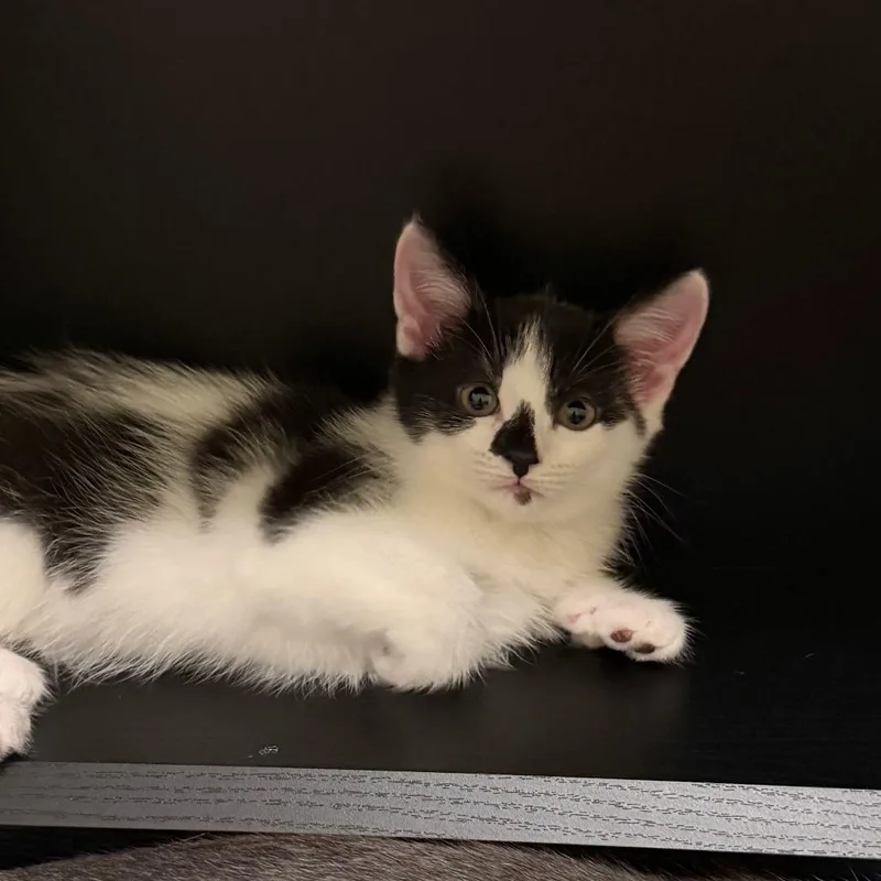 A baby small-sized female Domestic Short Hair cat named Sarang for adoption in Cumming, GA