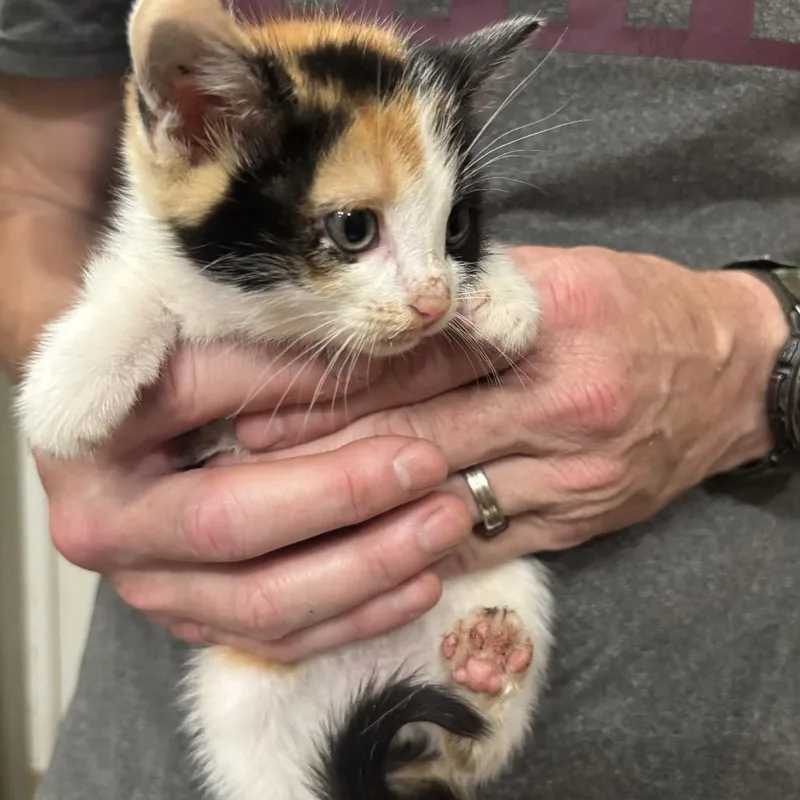A baby small-sized female Calico Domestic Short Hair cat named Saphire for adoption in Starkville, MS