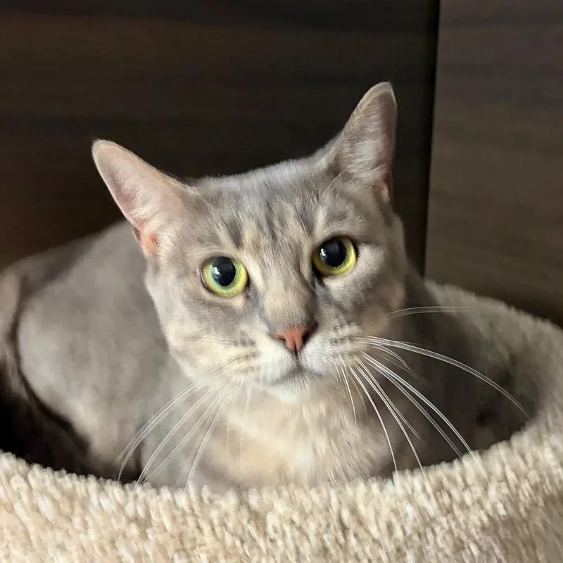 An adult large-sized female Gray / Blue / Silver Domestic Short Hair cat named Trixie for adoption in Hamburg, NY