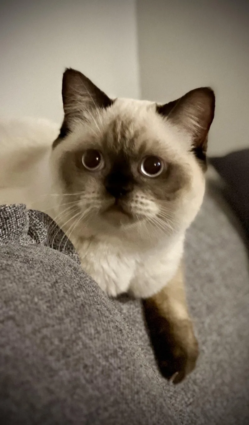 A young medium-sized male Scottish Fold cat named Butterscotch for adoption in Brooklyn, NY
