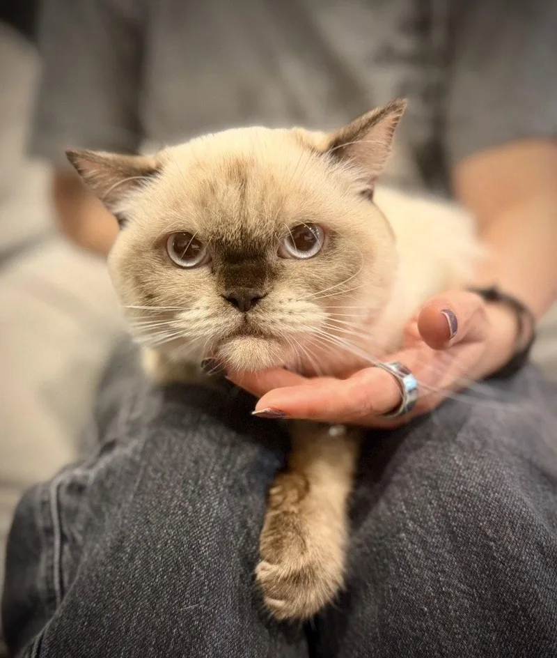 Butterscotch thumbnail 3