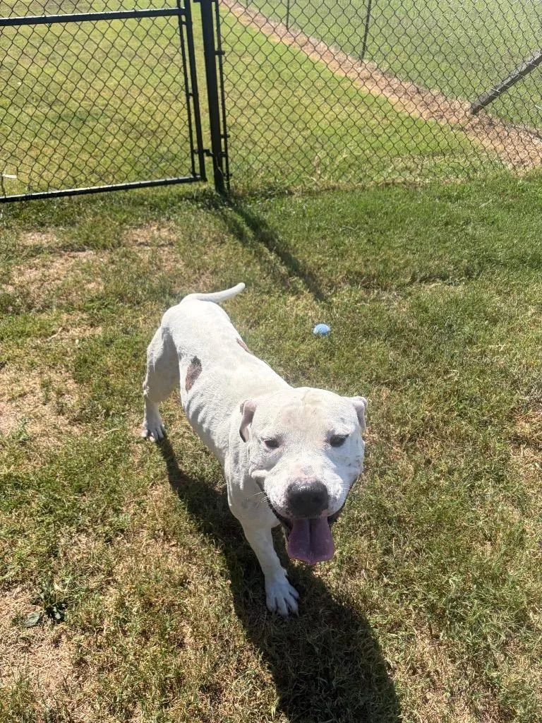A young large-sized male Mixed Breed dog named Waylon for adoption in Gallatin, TN