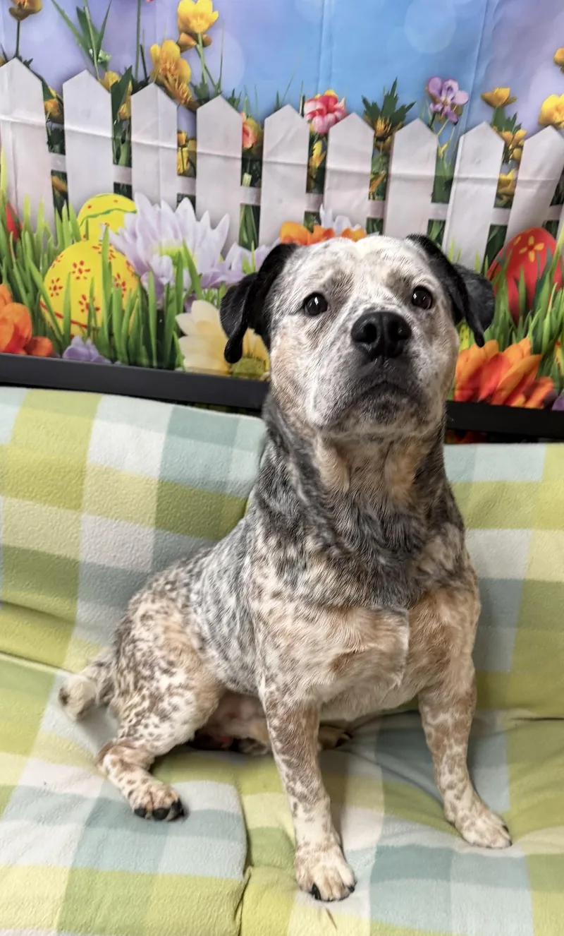 Wrangler thumbnail 2