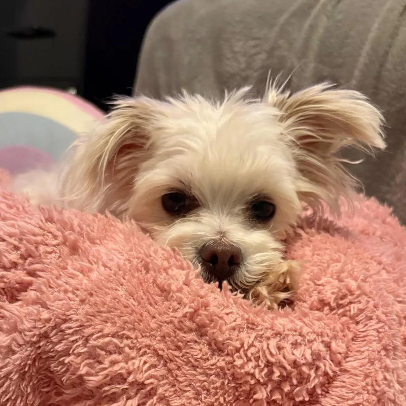 An adult small-sized female White / Cream Maltese dog named Luna for adoption in Kanab, UT