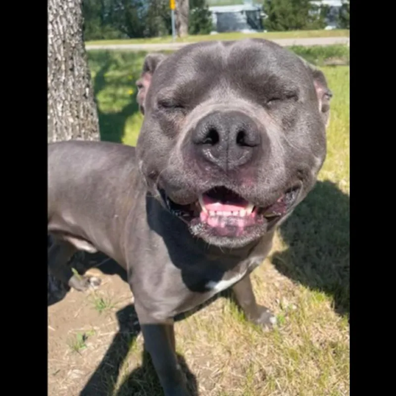 Archie