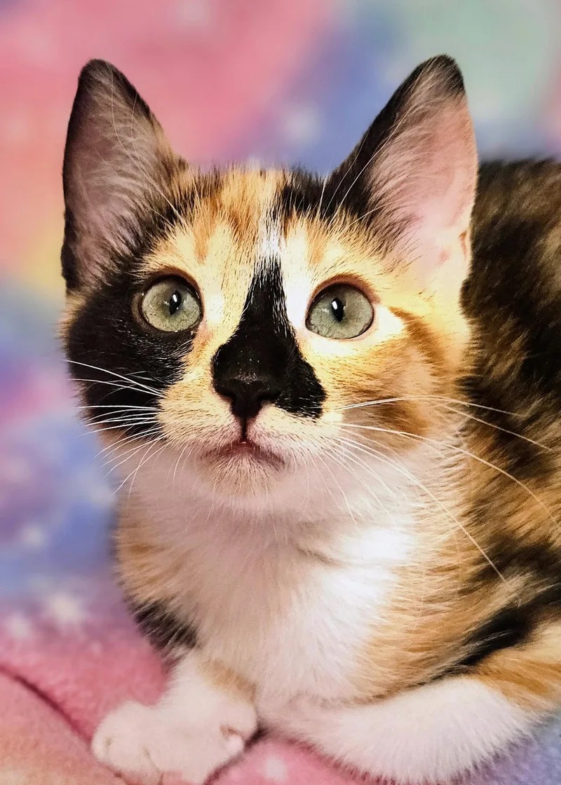 A baby medium-sized female Calico Domestic Short Hair cat named Sasha  Rancho Cucamonga for adoption in Yorba Linda, CA