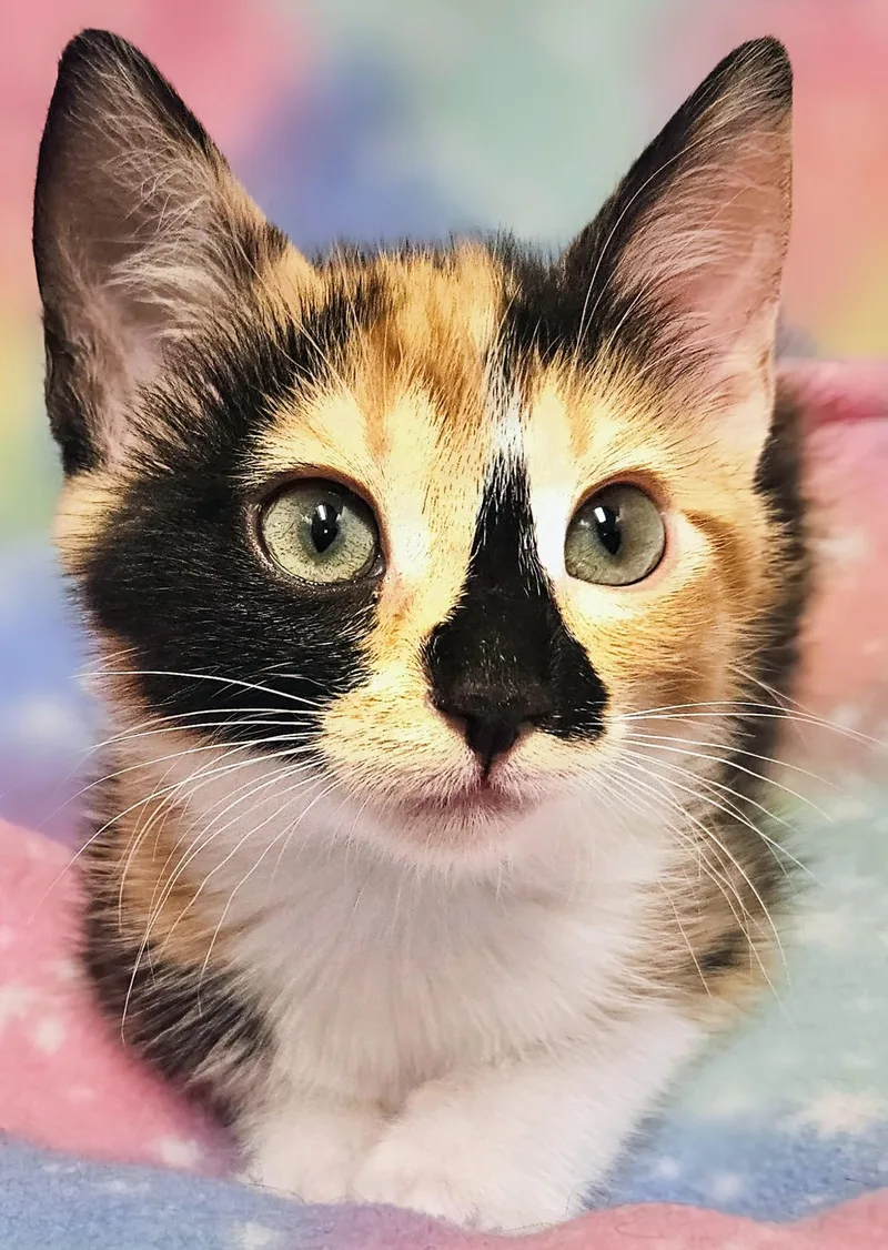 Sasha  Rancho Cucamonga thumbnail 3