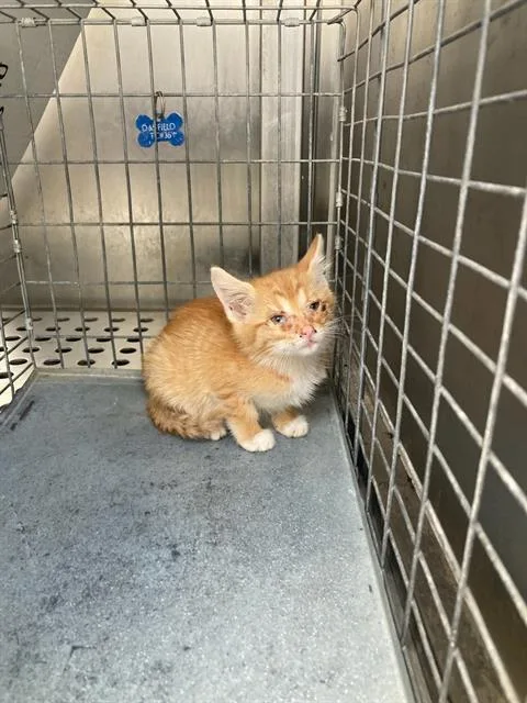 A baby small-sized female Domestic Short Hair cat named Chessie for adoption in Dallas, TX