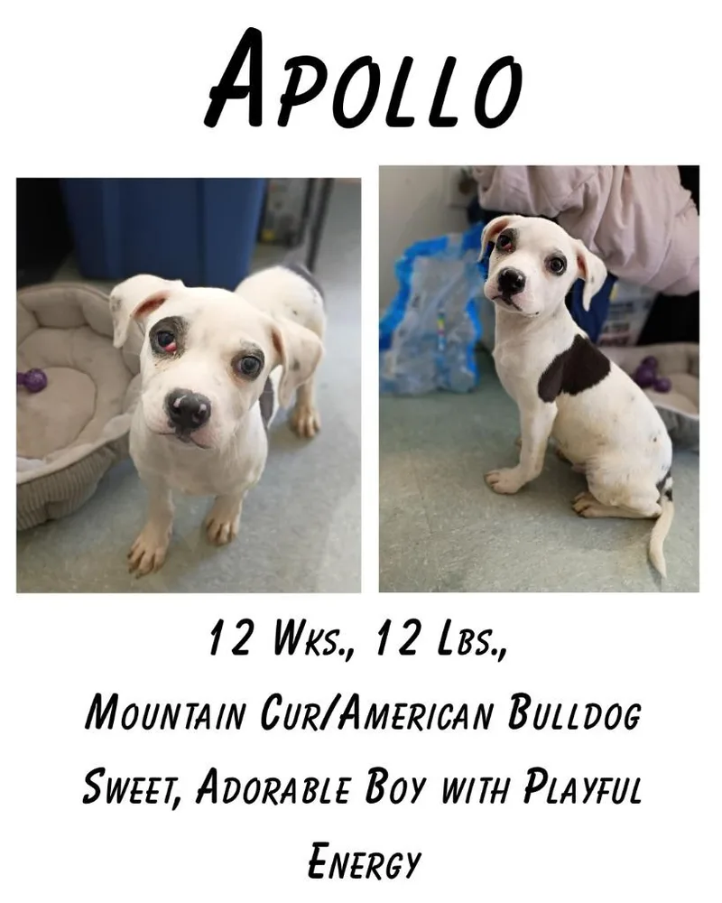 Apollo thumbnail 4