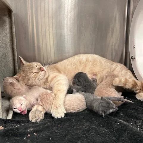 An adult medium-sized female Buff / Tan / Fawn Domestic Short Hair cat named Yogurt for adoption in Memphis, TN