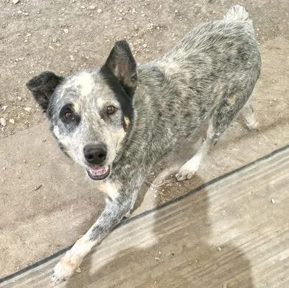 A senior medium-sized male Merle (Blue) Mixed Breed dog named Larry Joe for adoption in Georgetown, TX