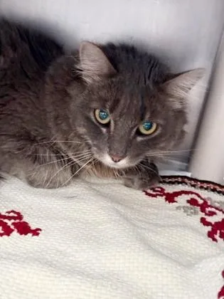 An adult small-sized female Domestic Long Hair cat named Dian Fossey for adoption in Madison, NJ