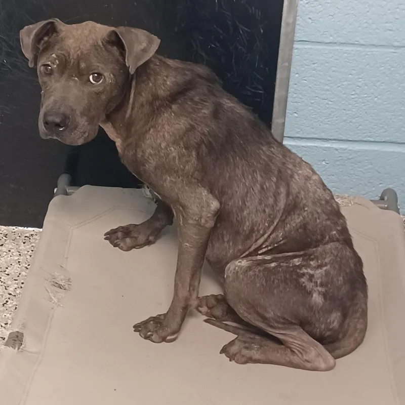 An adult medium-sized male Gray / Blue / Silver American Staffordshire Terrier dog named Marathon for adoption in Hattiesburg, MS