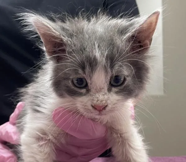 A baby small-sized male Domestic Long Hair cat named WallE for adoption in El Cajon, CA