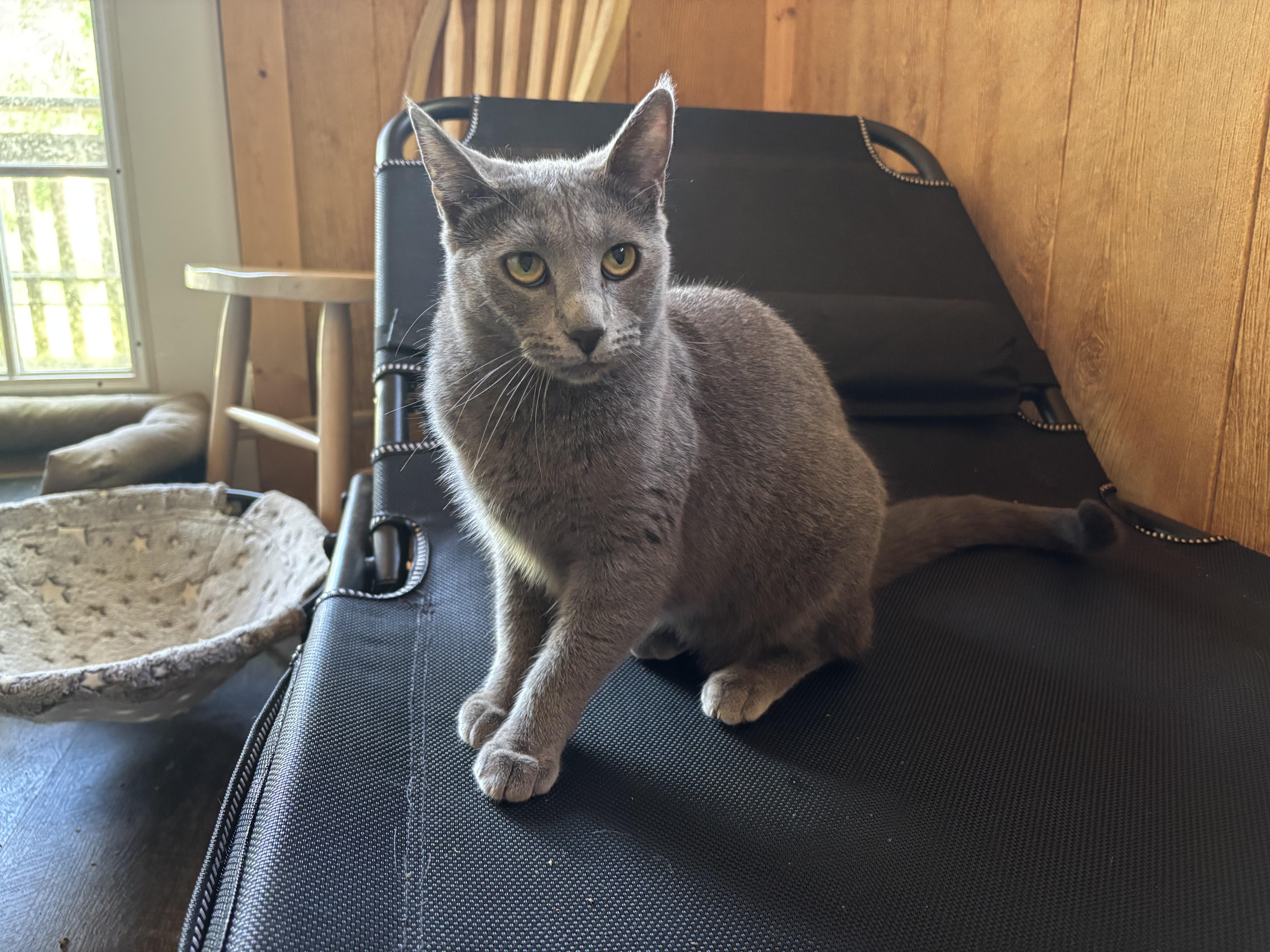 A young medium-sized female Gray / Blue / Silver Domestic Short Hair cat named Sally for adoption in Crossville, TN
