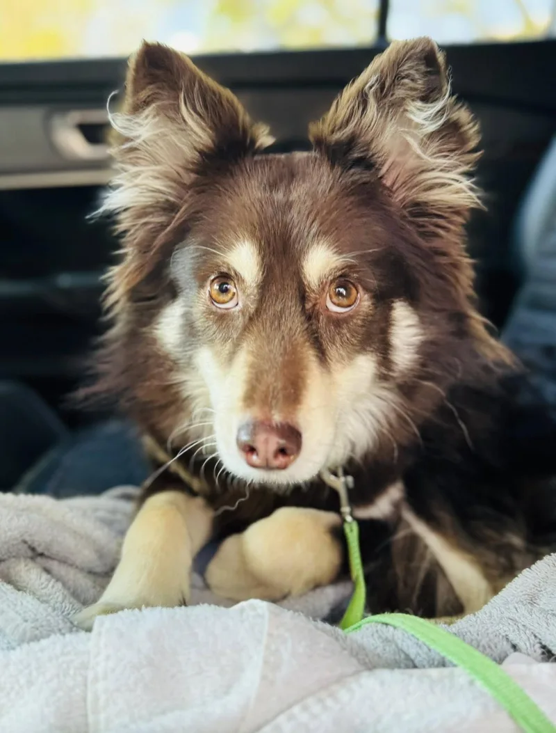 Amy Rose thumbnail 2