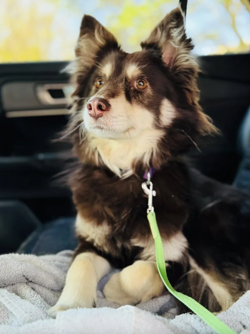 Amy Rose thumbnail 3