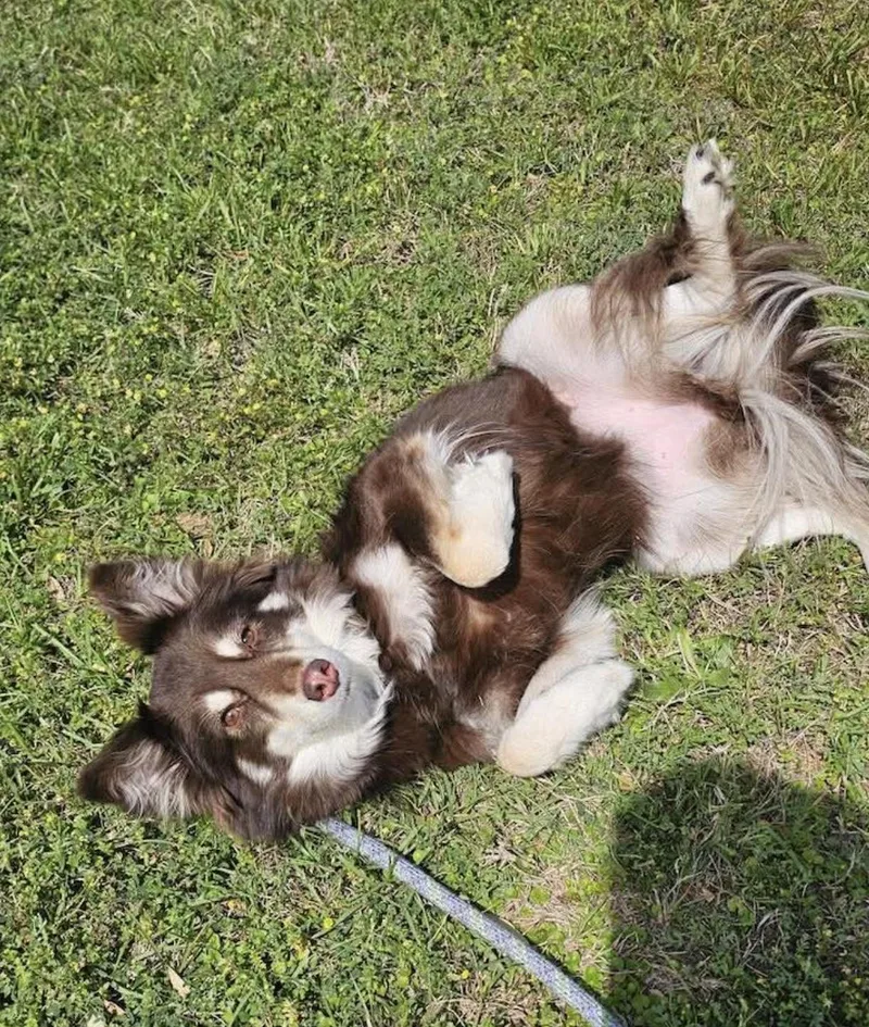 Amy Rose thumbnail 4