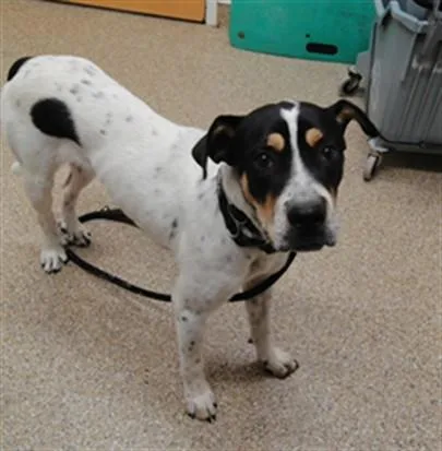 A young medium-sized male Australian Cattle Dog / Blue Heeler dog named Ernie for adoption in Albuquerque, NM