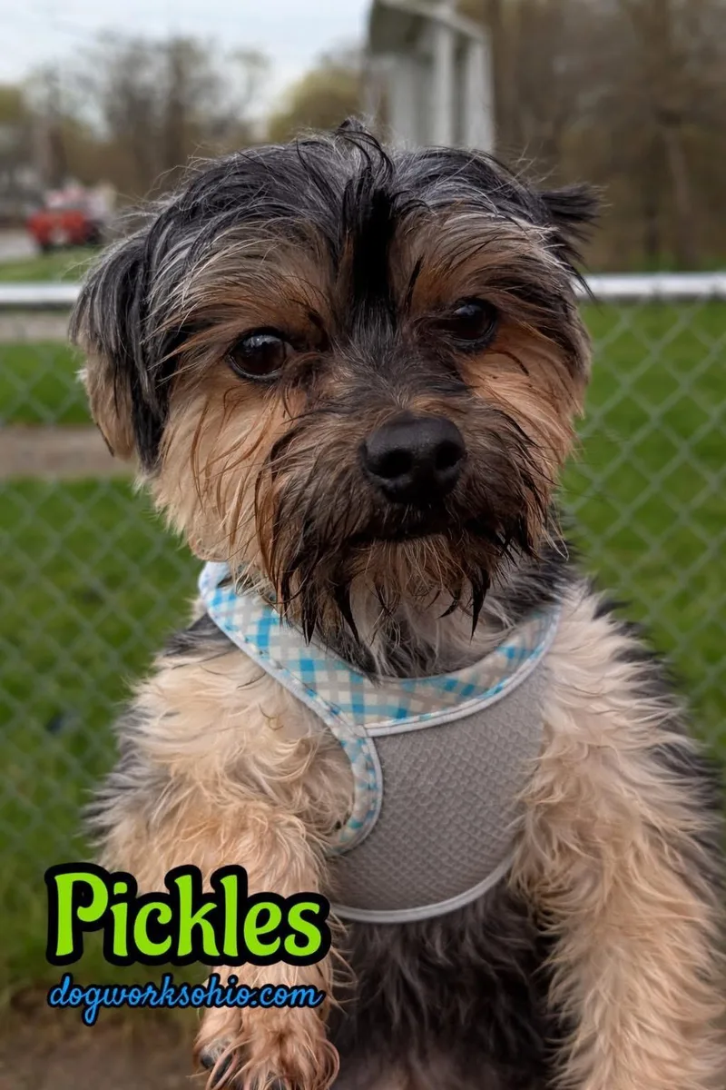 A young small-sized male Brown / Chocolate Yorkshire Terrier dog named Pickles for adoption in Toledo, OH