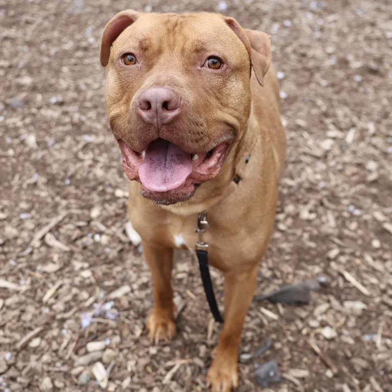 An adult large-sized male Yellow / Tan / Blond / Fawn American Staffordshire Terrier dog named Rudy for adoption in Briarcliff Manor, NY