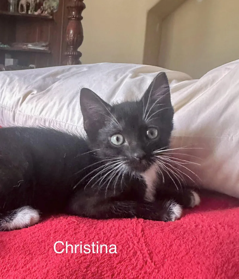 A baby medium-sized female Black & White / Tuxedo Domestic Short Hair cat named Christina for adoption in Wesley Chapel, FL