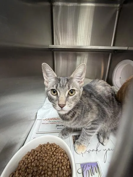 A young small-sized female Domestic Short Hair cat named Kitsy for adoption in Novato, CA