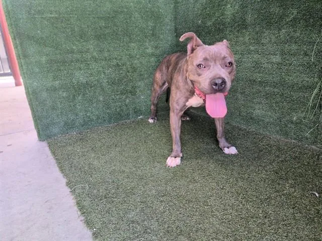 An adult medium-sized female Pit Bull Terrier dog named Ester for adoption in Lancaster, CA