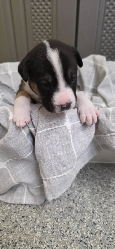 A baby small-sized male German Shepherd Dog dog named Shandy for adoption in Syracuse, IN