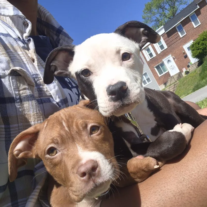 A baby small-sized female Black Pit Bull Terrier dog named Coco Puff for adoption in Baltimore, MD