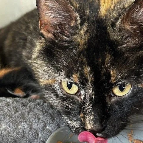 A young medium-sized female Tortoiseshell American Shorthair cat named Torti for adoption in Poplar Bluff, MO