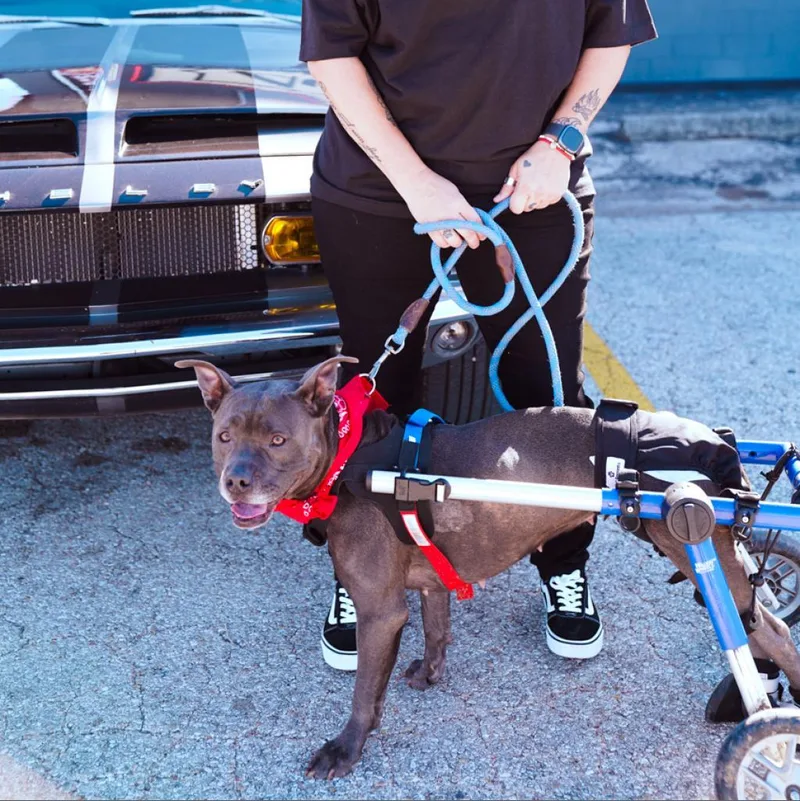 Streetcar Stella thumbnail 2