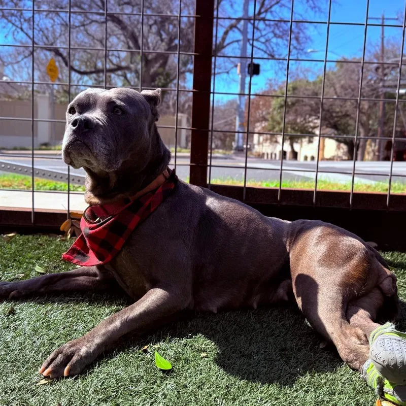 Streetcar Stella thumbnail 3