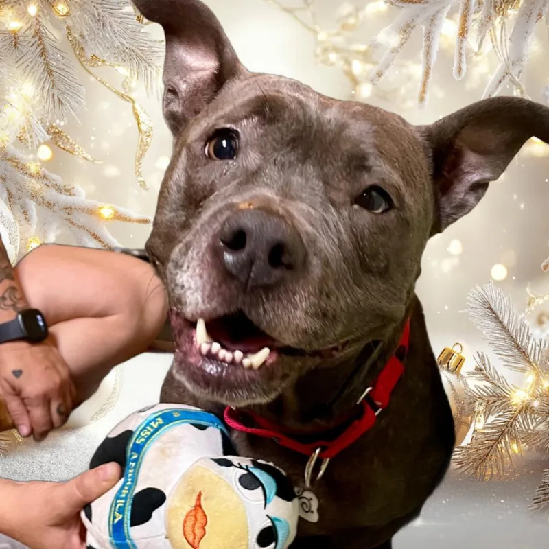 Streetcar Stella thumbnail 5