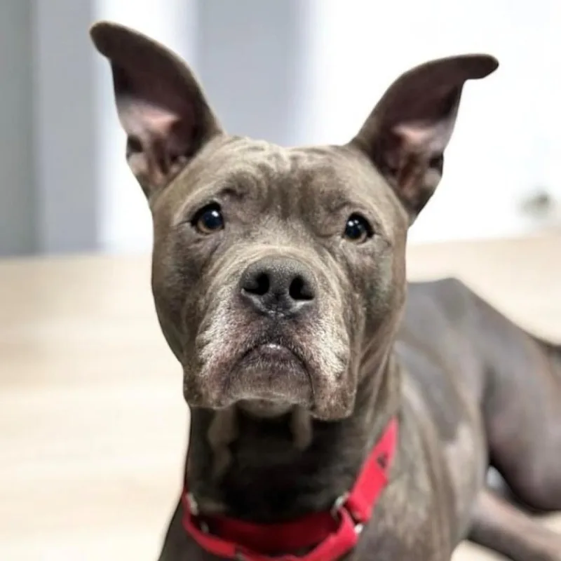 Streetcar Stella thumbnail 6