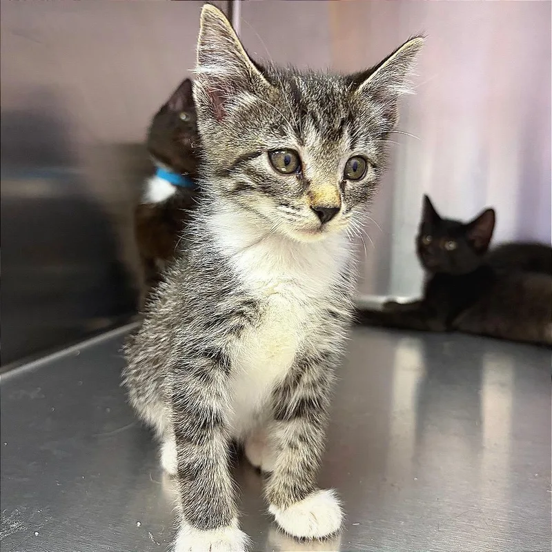 A baby small-sized female Brown / Chocolate Domestic Short Hair cat named Scribbles for adoption in Hannibal, MO