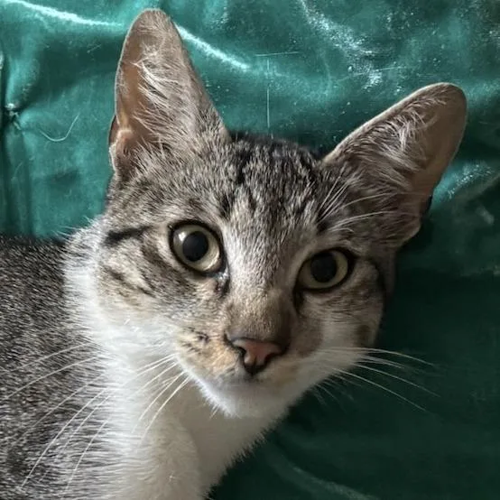 A young small-sized male Gray / Blue / Silver Domestic Short Hair cat named Finnegan for adoption in Los Angeles, CA