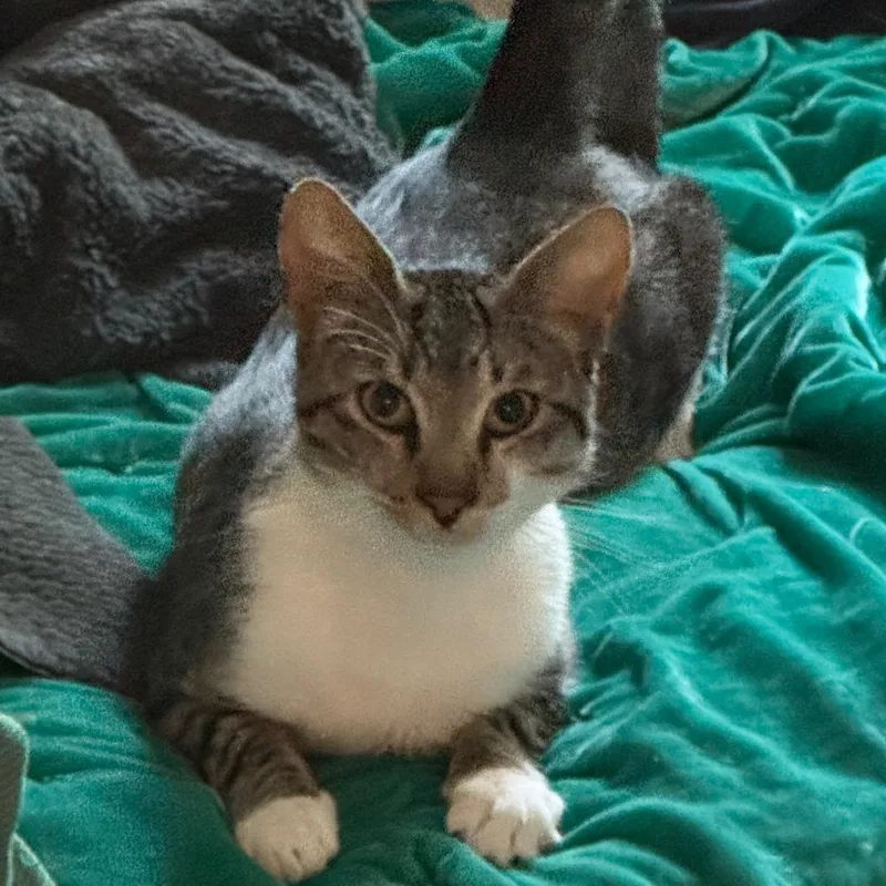 Finnegan thumbnail 2
