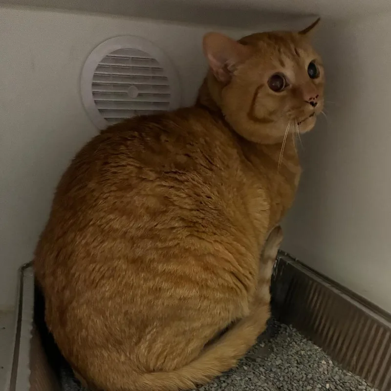 An adult large-sized male Orange / Red Domestic Short Hair cat named Simoleon for adoption in Dearborn, MI