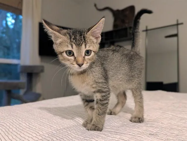 A baby small-sized male Domestic Short Hair cat named Buster for adoption in Tallahassee, FL