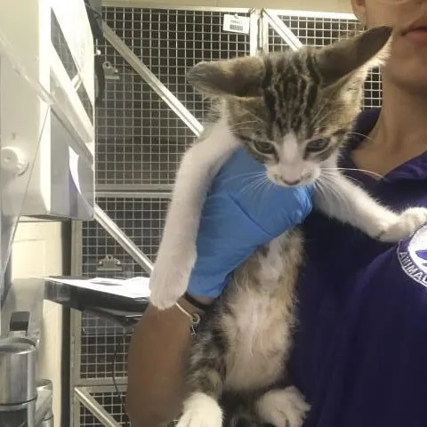 A baby small-sized female Domestic Short Hair cat named Kali for adoption in Conroe, TX