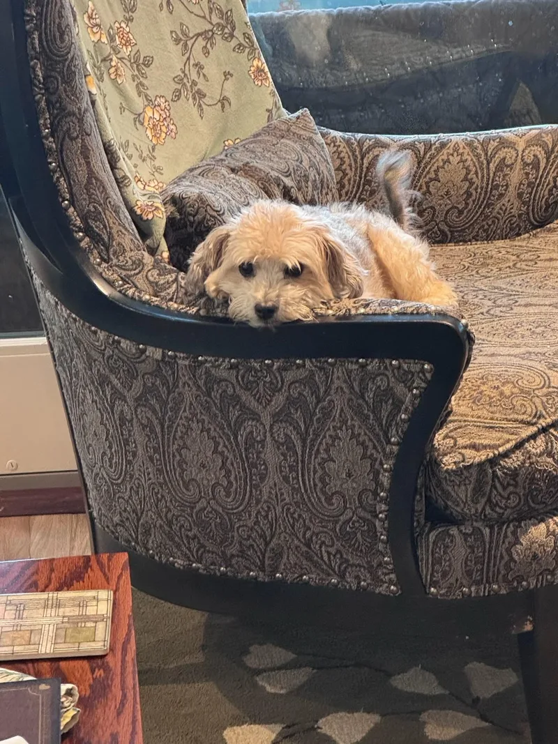 A senior small-sized male Yorkshire Terrier dog named Leo for adoption in Whitewater, WI