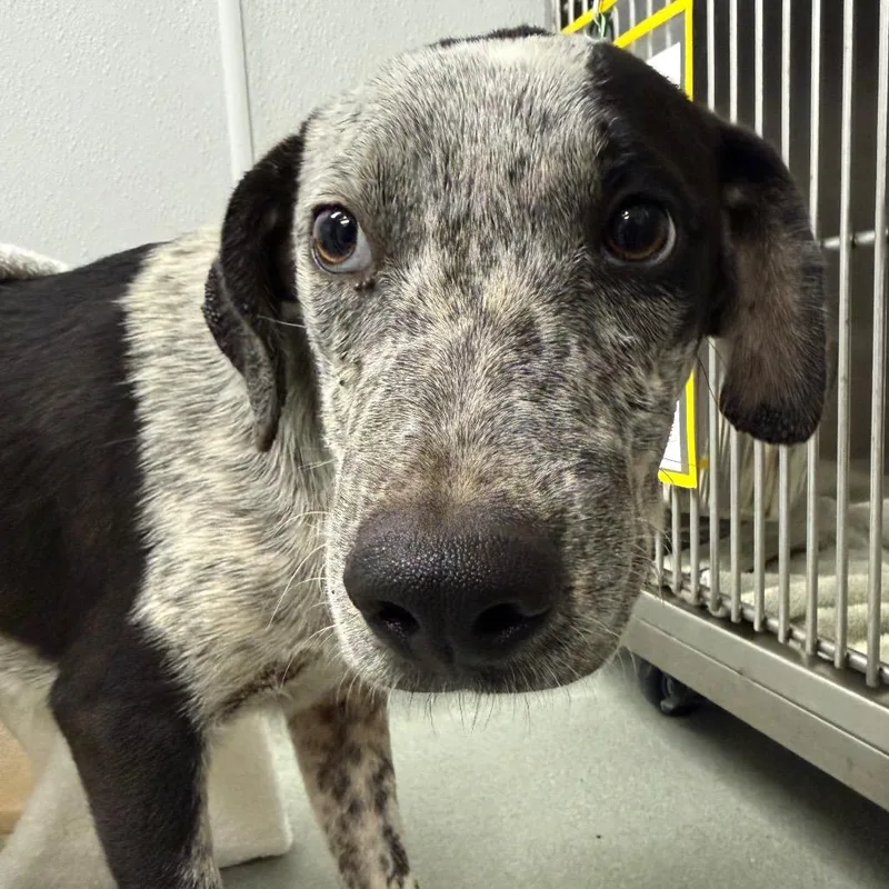 A young small-sized male Black Pit Bull Terrier dog named Torrance for adoption in Abilene, TX